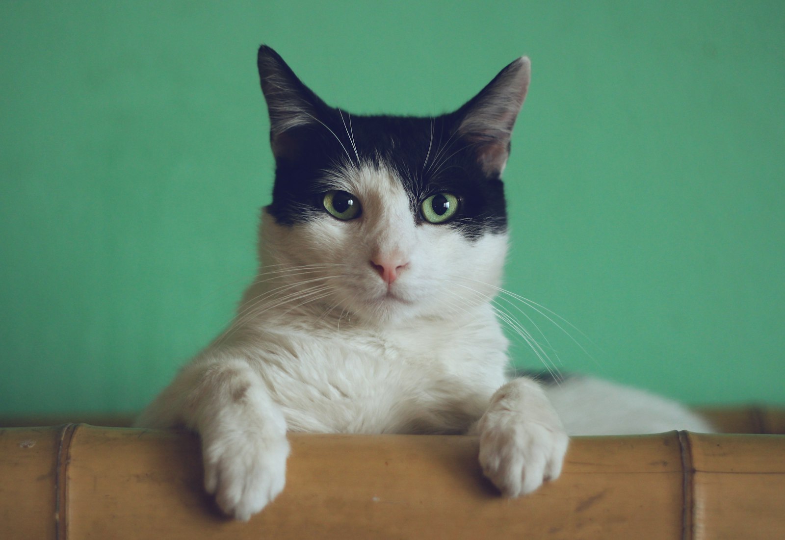 Best Cat Litter Boxes (2026): 11 Vet-Informed Picks from $15 to $900