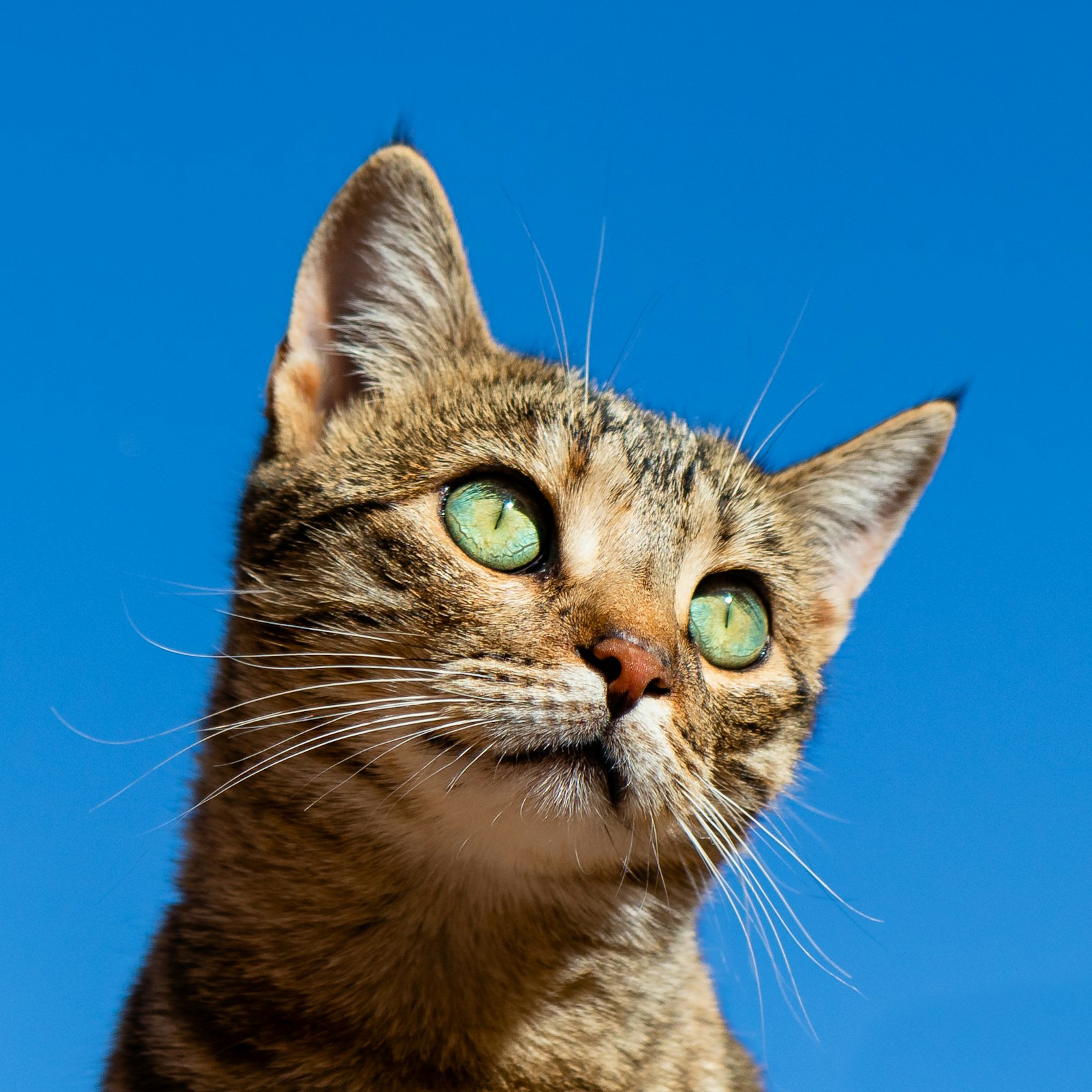 Best Cat Food for Sensitive Stomach (2026): 9 Brands Compared With Real Prices