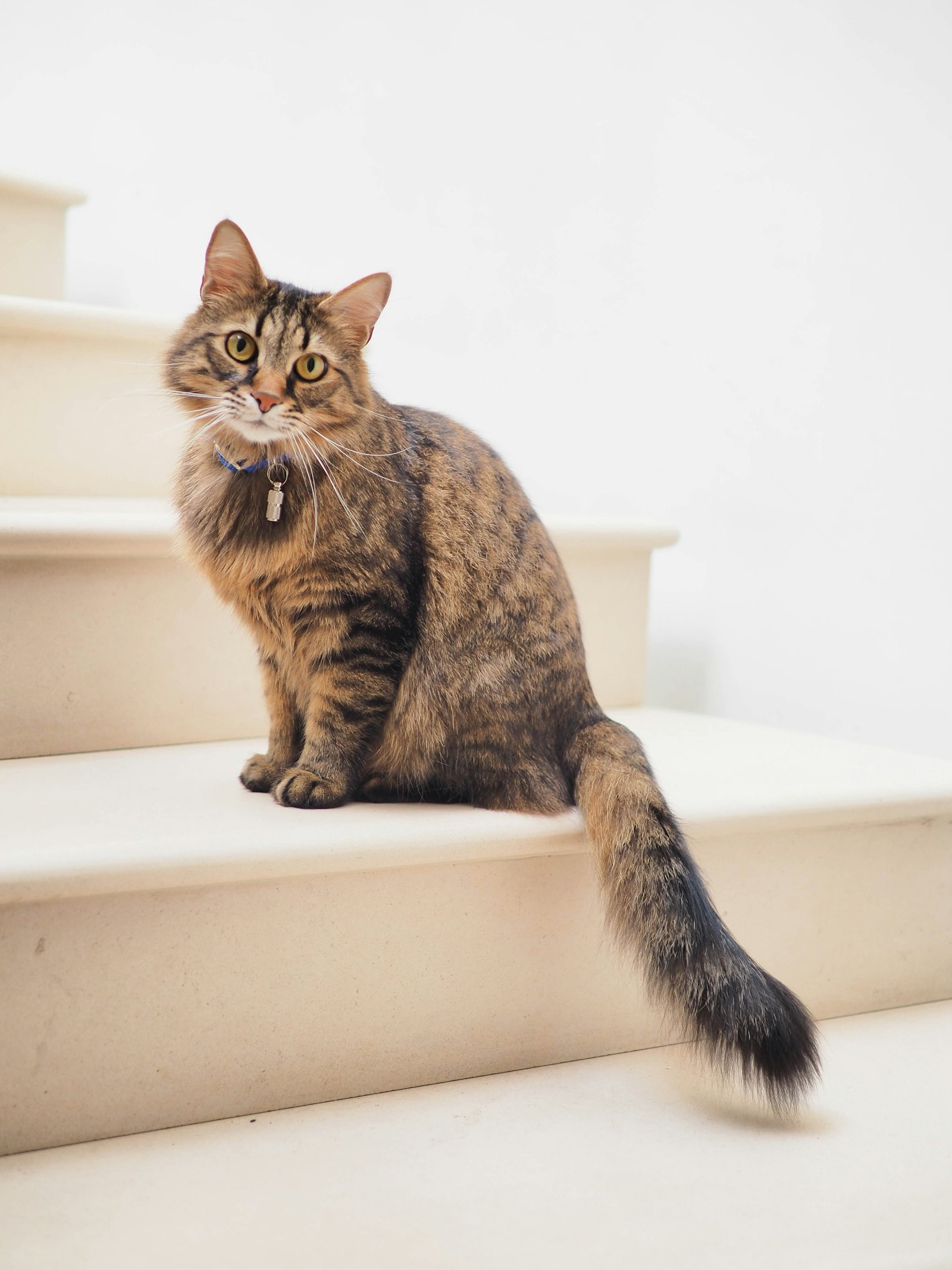 Best Cat Food for Weight Loss (2026): 9 Brands Compared With Real Prices