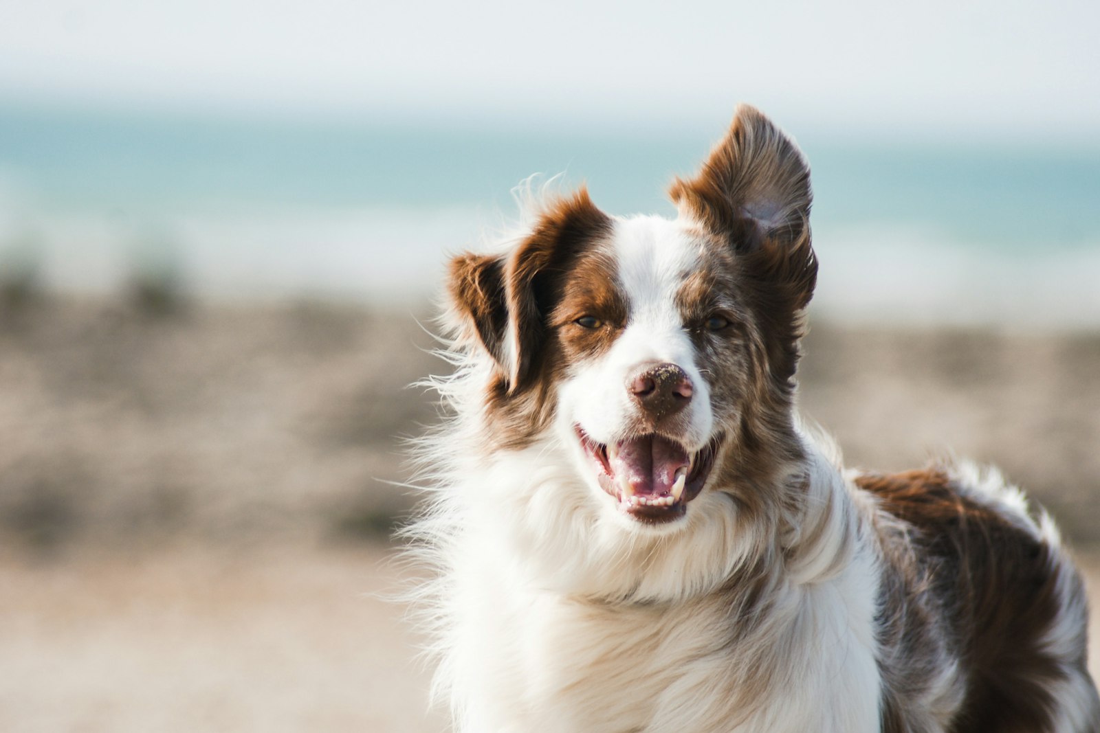 Pet Insurance Comparison Guide (2026): 8 Providers, Real Costs & Coverage — editorial photo