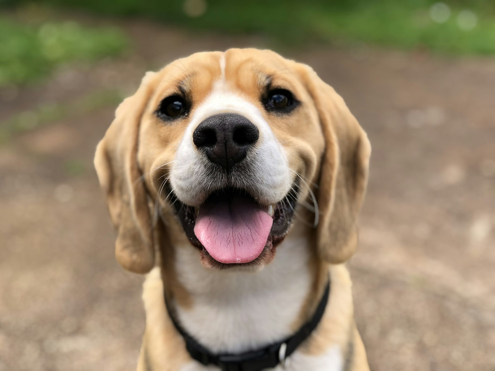 Pet Care & Pet Health editorial