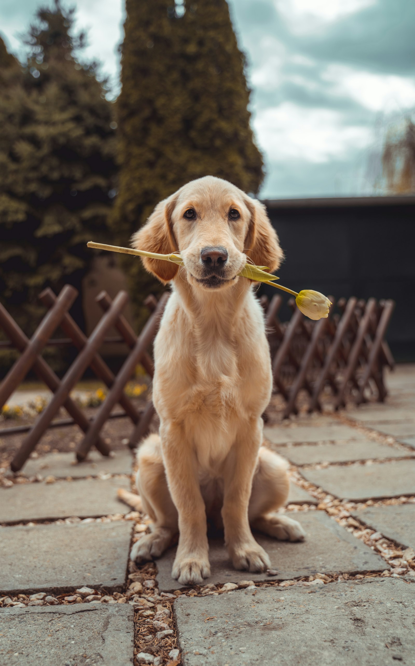 Best Dog Food for Sensitive Stomach (2026): 9 Vet-Reviewed Picks with Pricing