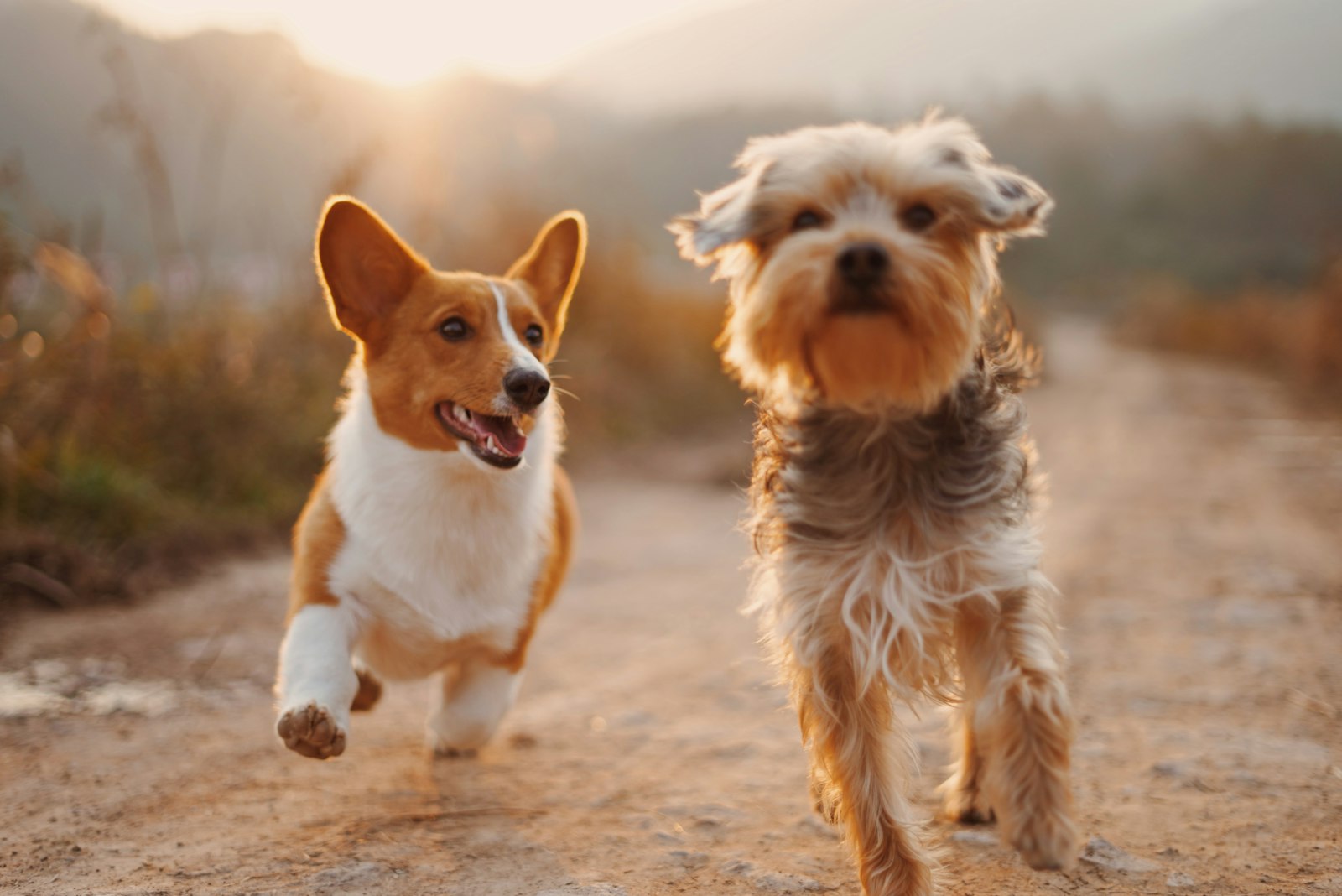 Best Dog Breeds for Apartments (2026): 12 Breeds Ranked by Size, Noise &amp; Energy