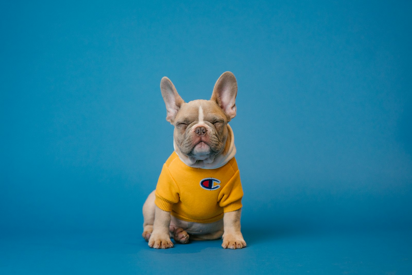 How Much Does It Cost to Own a Dog in 2026? First-Year, Annual & Lifetime Breakdown — editorial photo